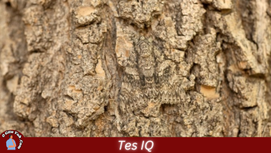 Tes IQ - Temukan Ngengat pada Batang Pohon