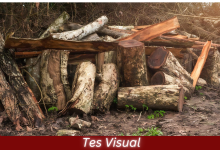 Tes Visual - Temukan Kadal Tersembunyi