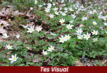 Tes Visual - Temukan Kupu-kupu di Antara Kumpulan Bunga